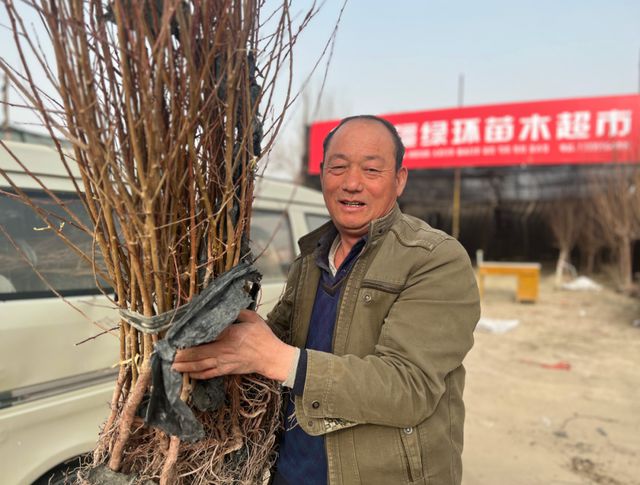 火狐电竞库尔勒市：苗木市场迎来了销售旺季(图2)