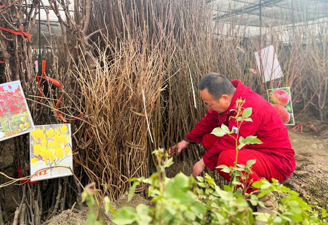 火狐电竞库尔勒市：苗木市场迎来了销售旺季(图3)