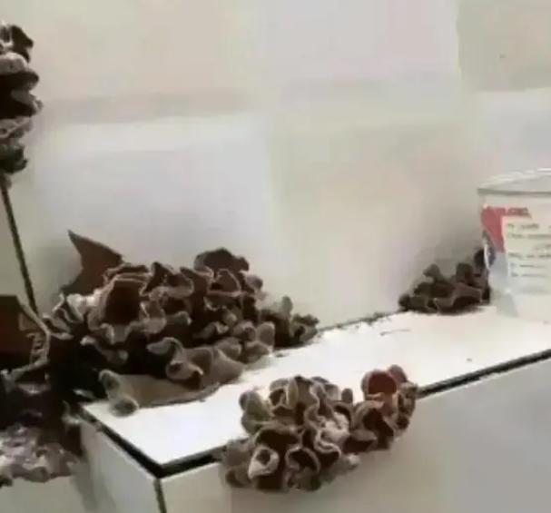 女子出门数月回到家中眼前画面惊到火狐电竞自己再不回来家成种植园了(图1)
