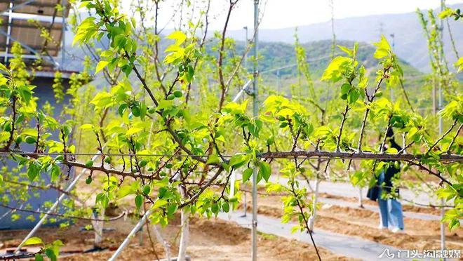 门头沟大山里藏着一个种植园科技含量拉火狐电竞满！(图2)