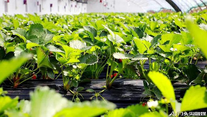 门头沟大山里藏着一个种植园科技含量拉火狐电竞满！(图5)
