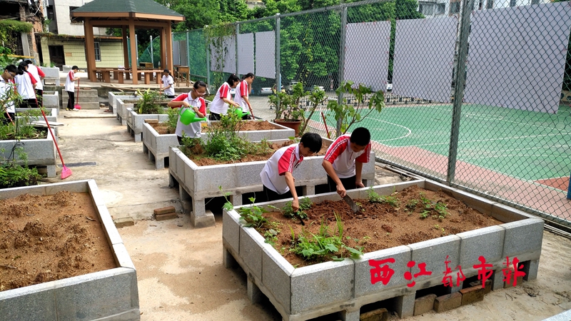 火狐电竞楼顶建起种植园 学生一起来打理(图1)