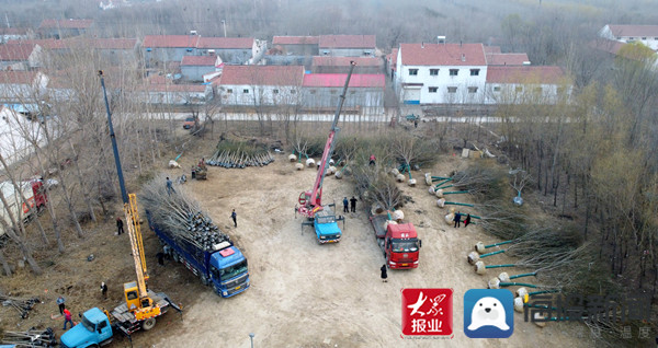 火狐电竞惠民县皂户李镇苗木销售持续升温(图1)