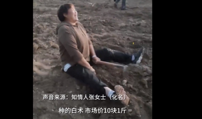 火狐电竞村干部回应药材种植园遭村民哄抢：村民误以为收完了(图1)