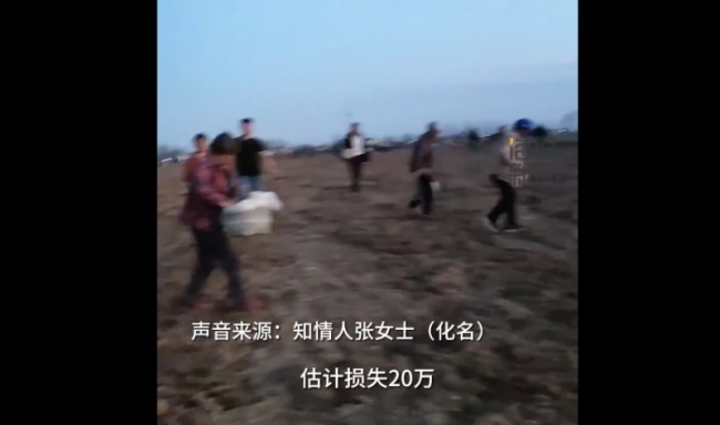 火狐电竞村干部回应药材种植园遭村民哄抢：村民误以为收完了(图3)