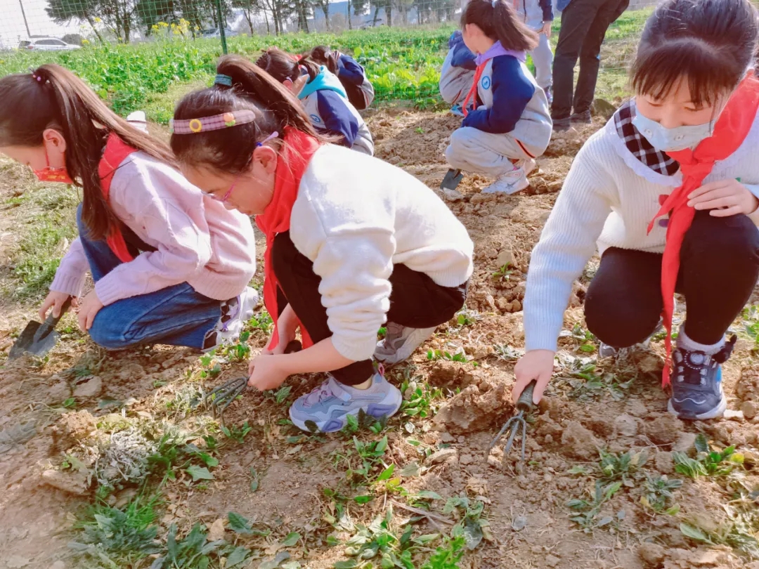 小小种植园蕴藏成长大智慧黄埭中心小学“埭火狐电竞溪苑”种植园开园！(图4)