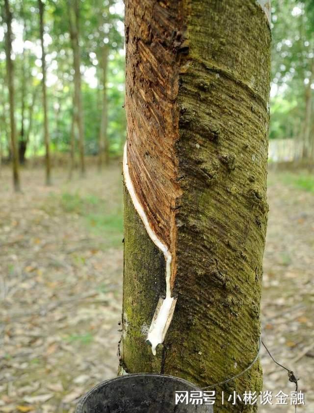 火狐电竞马来西亚推出五项举措 鼓励重新开垦未开发橡胶种植园(图2)