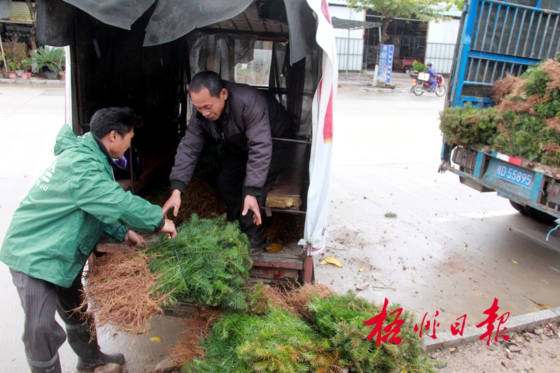 苗木火狐电竞俏销(图1)