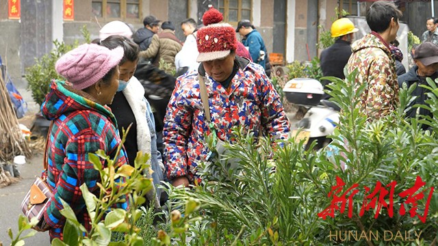 火狐电竞会同：又到植树好时节苗木销售“俏”春风(图1)