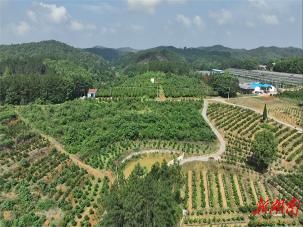 火狐电竞县区丨永州冷水滩：苗木产业掀热潮 绿色经济美乡村(图1)