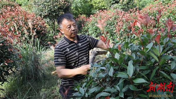 火狐电竞县区丨永州冷水滩：苗木产业掀热潮 绿色经济美乡村(图3)