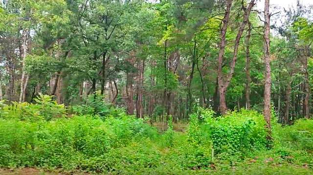 武汉江夏梁子湖畔有座农业园：2000亩种植基地布局火狐电竞像旅游景点(图3)