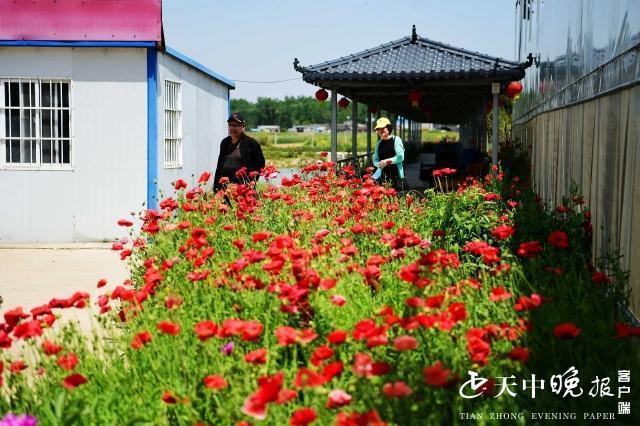 火狐电竞这里有个大花园把花种到大棚里真是太惊艳了(图2)