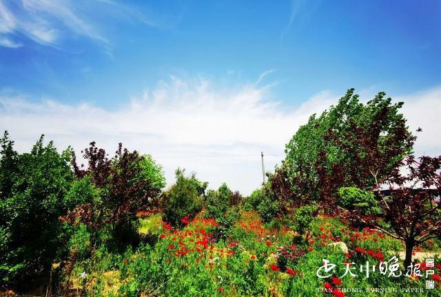 火狐电竞这里有个大花园把花种到大棚里真是太惊艳了(图4)