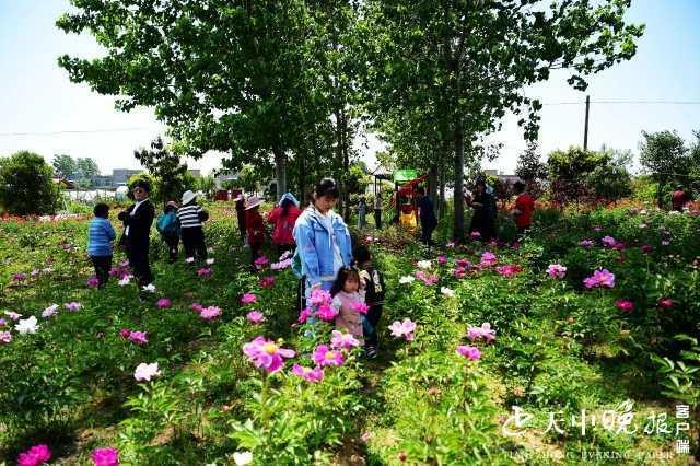 火狐电竞这里有个大花园把花种到大棚里真是太惊艳了(图3)