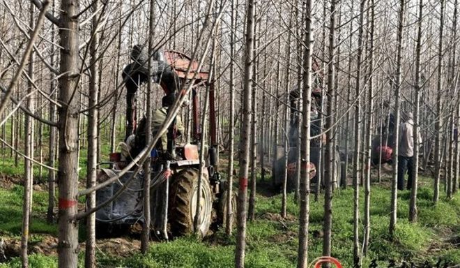 遂平：植树热潮火狐电竞带动苗木俏销(图3)