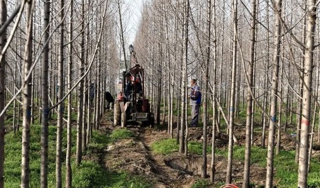 遂平：植树热潮火狐电竞带动苗木俏销(图1)