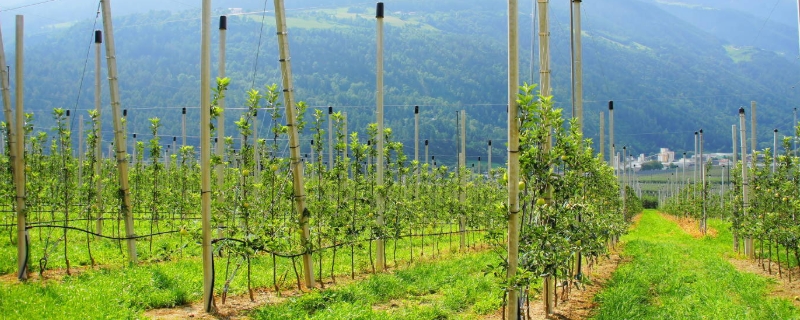 什么是种植园农业？种植园农业的分布火狐电竞(图1)