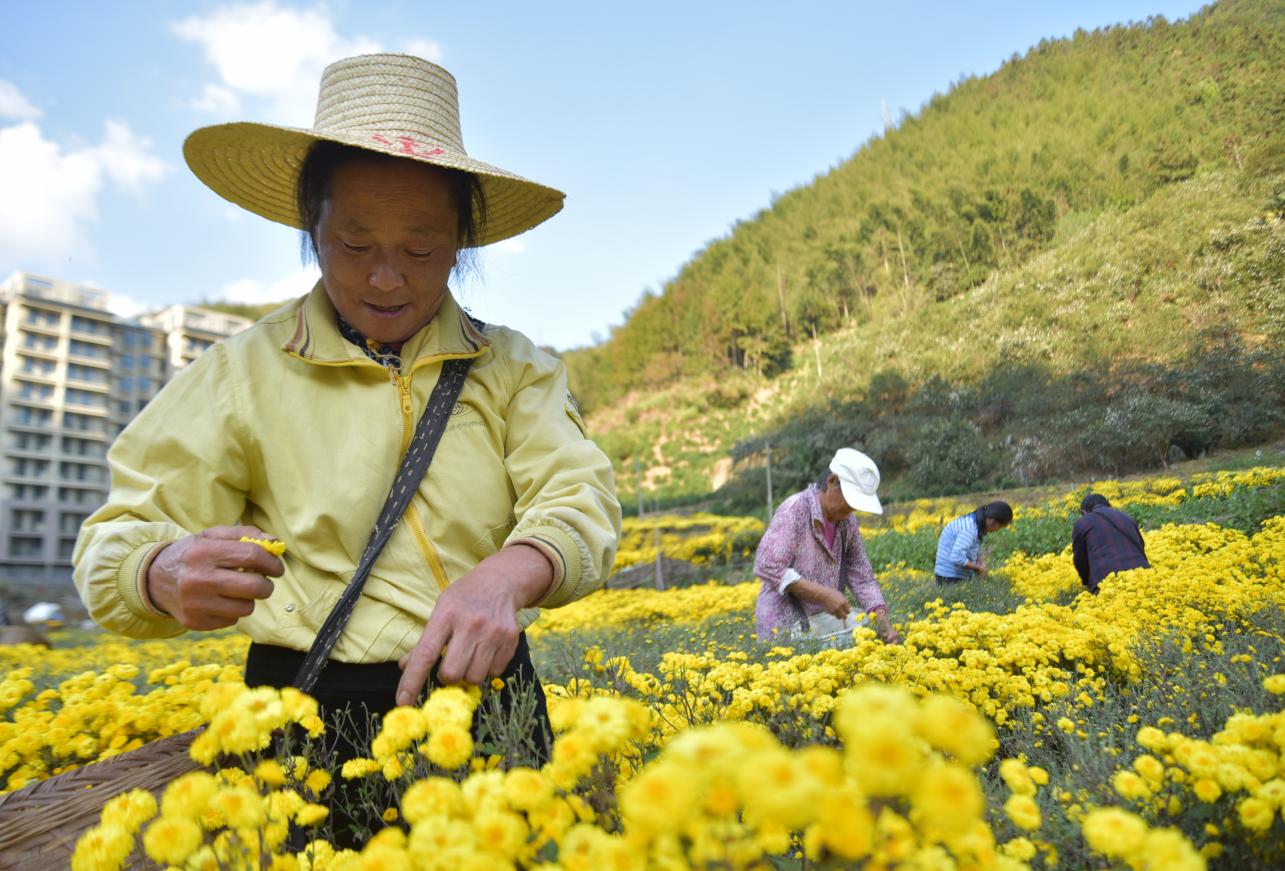 黄山区汤口镇：秋菊好“丰火狐电竞”景花农采收忙(图1)