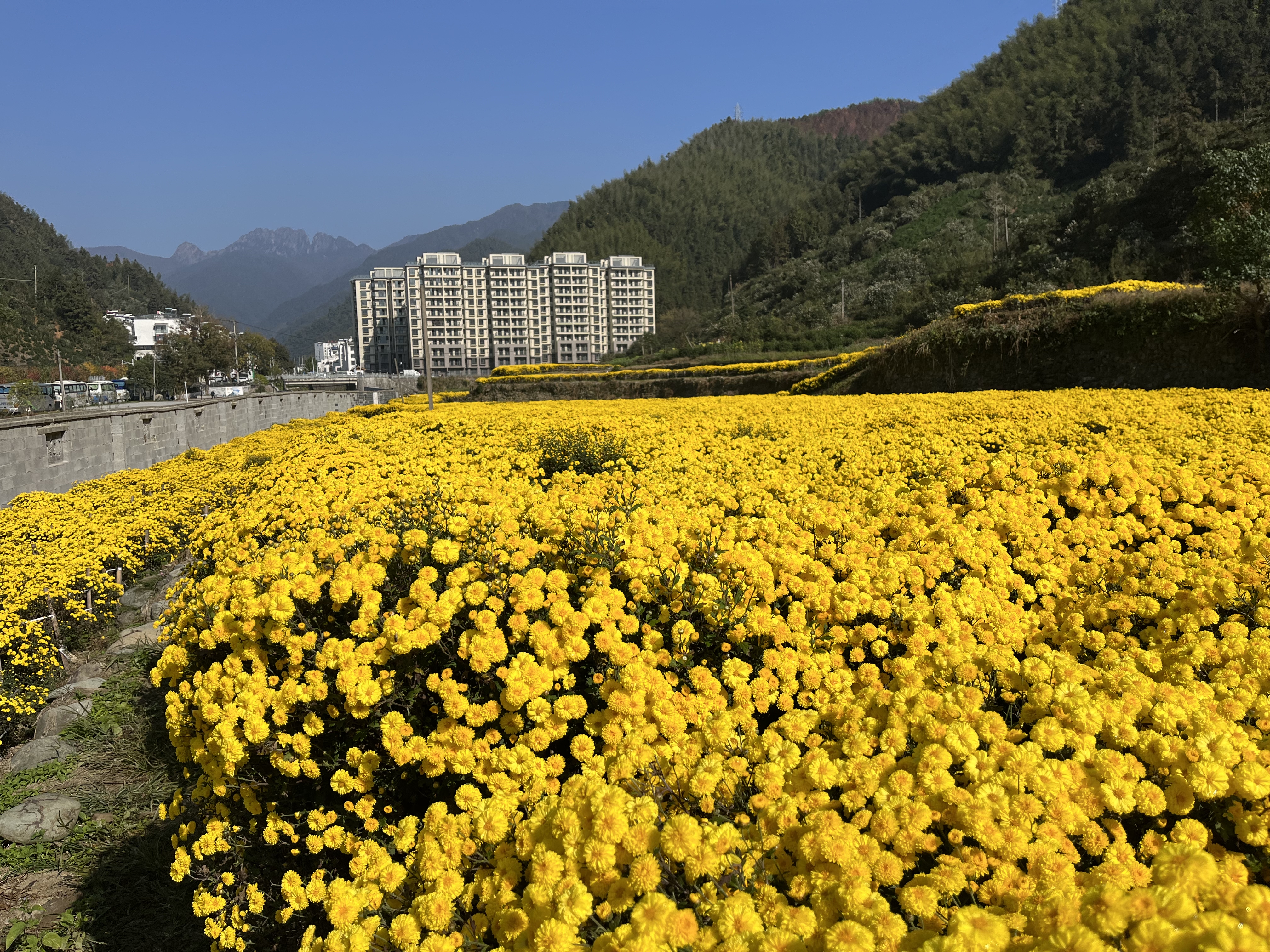 黄山区汤口镇：秋菊好“丰火狐电竞”景花农采收忙(图2)