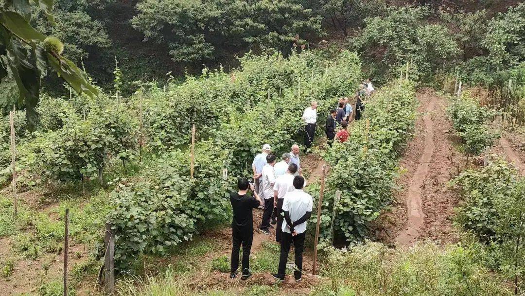 火狐电竞大津口乡：高端农业生态园 美丽乡村新风貌(图6)