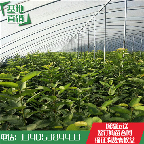 树苗网络平台销售(苗木销售如何找客户)火狐电竞(图1)