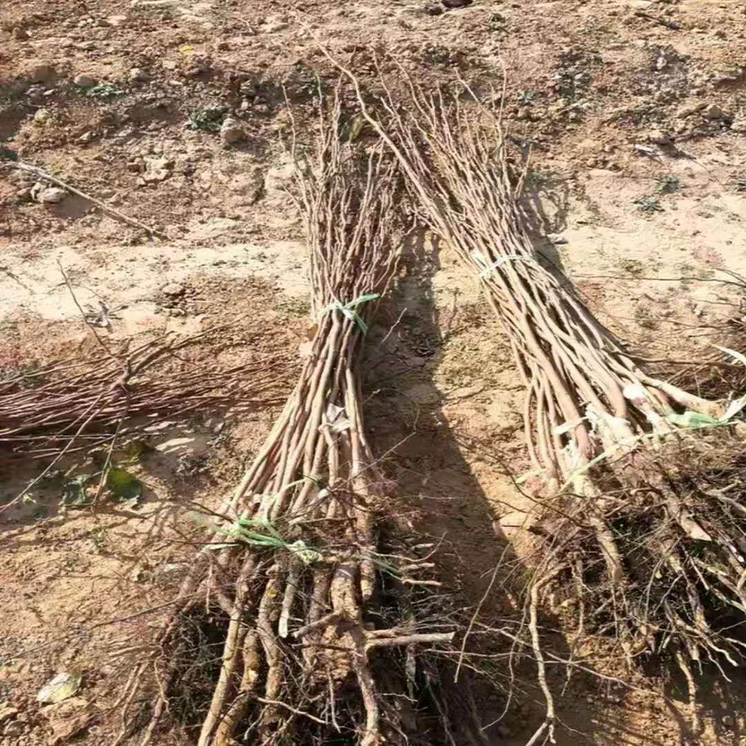 树苗网络平台销售(苗木销售如何找客户)火狐电竞(图2)