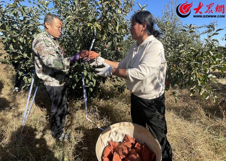 果香满园 即墨区金口火狐电竞镇200多亩维纳斯黄苹果喜获丰收(图3)