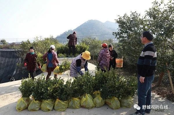 火狐电竞舒城：我县此类苗木销售火爆！(图2)