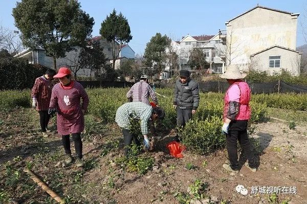 火狐电竞舒城：我县此类苗木销售火爆！(图1)