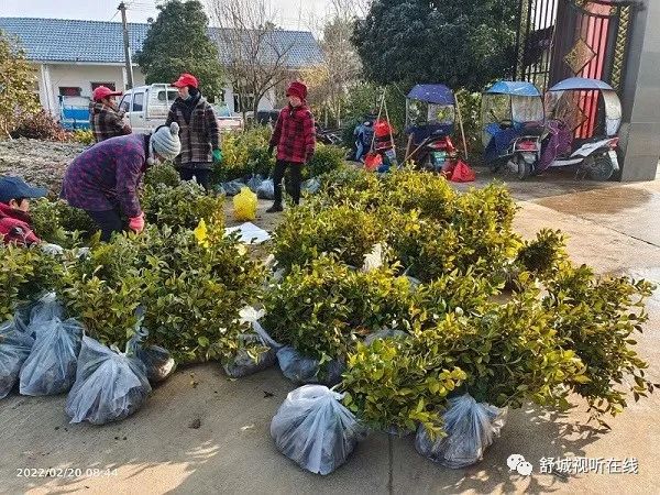 火狐电竞舒城：我县此类苗木销售火爆！(图3)