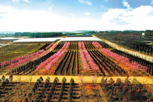 火狐电竞全国苗木产销形势分析 2021全国花卉产销形势(图1)