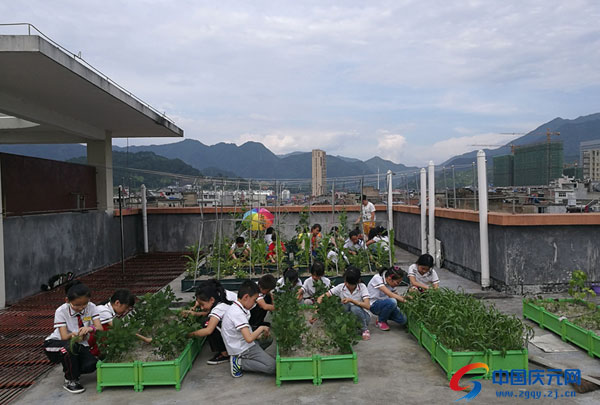 实验二小“元生态种植园”喜获丰火狐电竞收(图1)