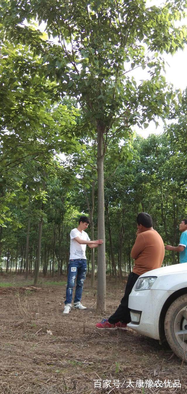 太康豫农火狐电竞优品创业分享-苗木销售应该这样做(图2)