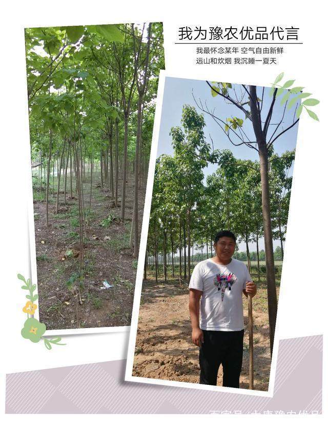 太康豫农火狐电竞优品创业分享-苗木销售应该这样做(图3)