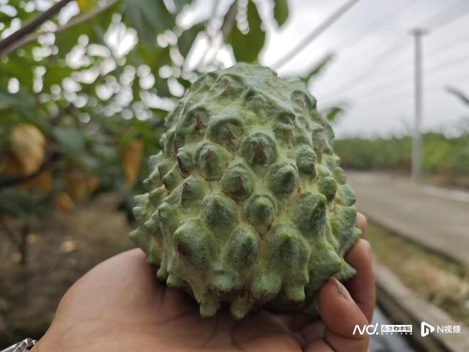萌趣的外形冰淇淋的口感！开平这片种植园的释迦果提火狐电竞前上市(图1)