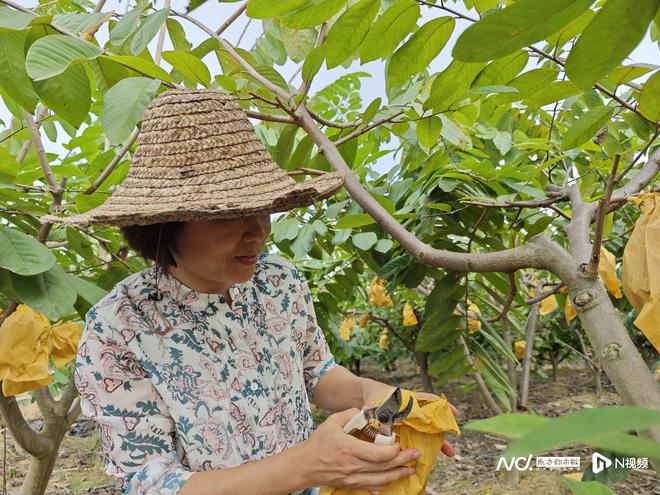 萌趣的外形冰淇淋的口感！开平这片种植园的释迦果提火狐电竞前上市(图3)