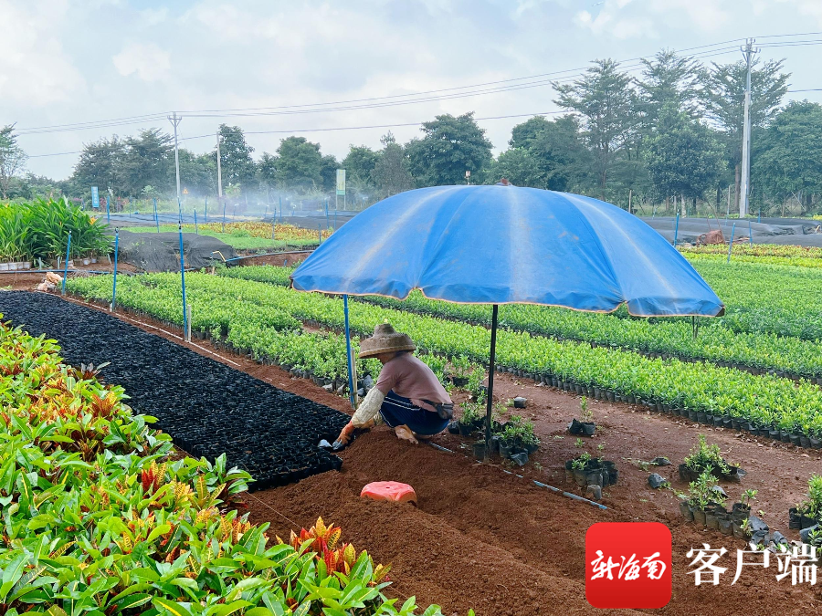 海口琼山区：培育打造现代化云龙花卉苗木产业链火狐电竞(图1)