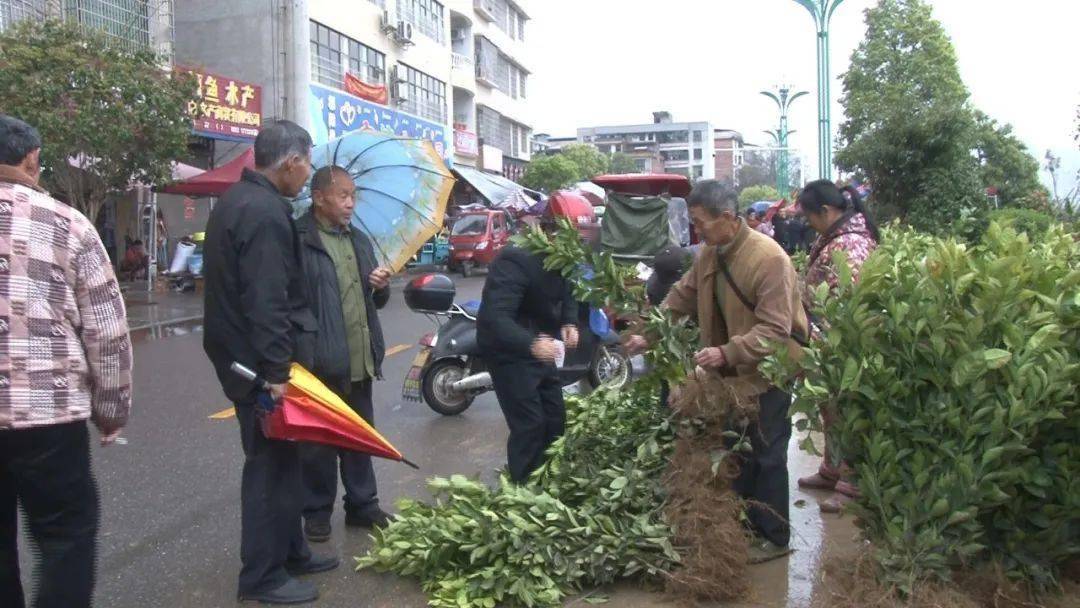 早春市场 苗木火狐电竞销售俏(图2)