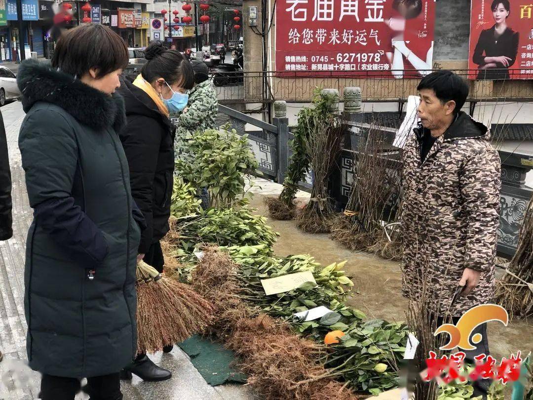 新春走基层｜人勤春来早 苗木销售旺火狐电竞(图1)