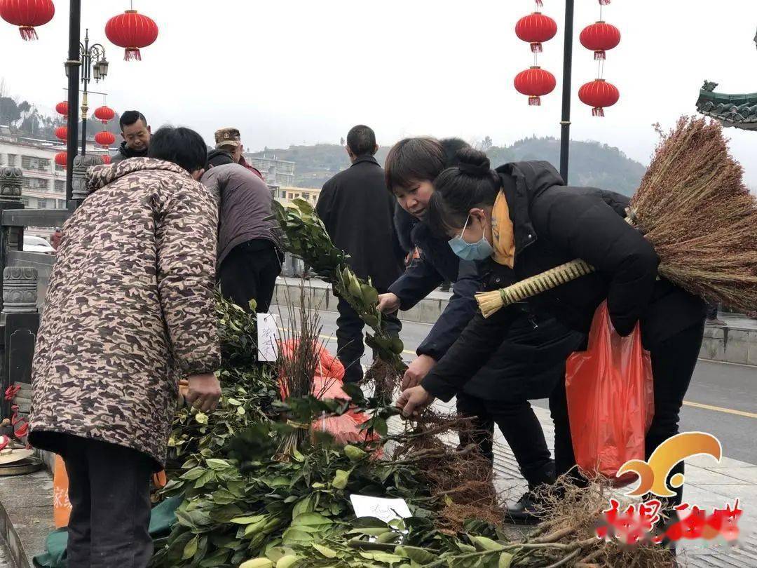 新春走基层｜人勤春来早 苗木销售旺火狐电竞(图2)