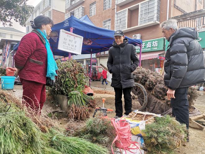 咸安：苗木俏了村民笑了火狐电竞(图1)