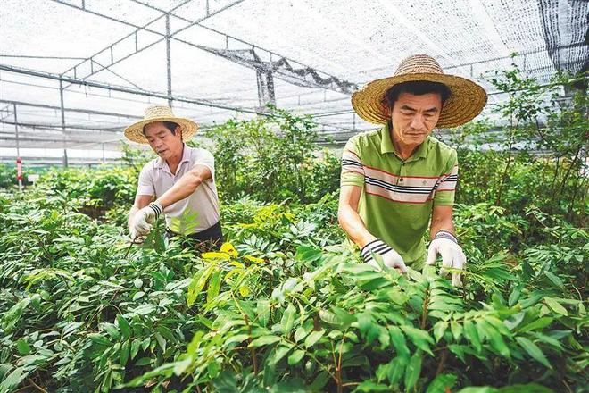 火狐电竞海垦这家超市有点特别是卖“苗木”的……(图1)