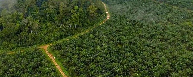 什么是种植园农业？种火狐电竞植园农业的特点和区位条件是什么(图1)