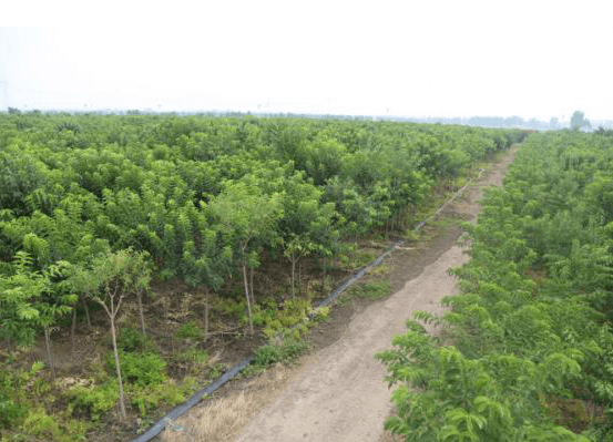 火狐电竞2021年苗圃及苗木销售还能不能做(图1)