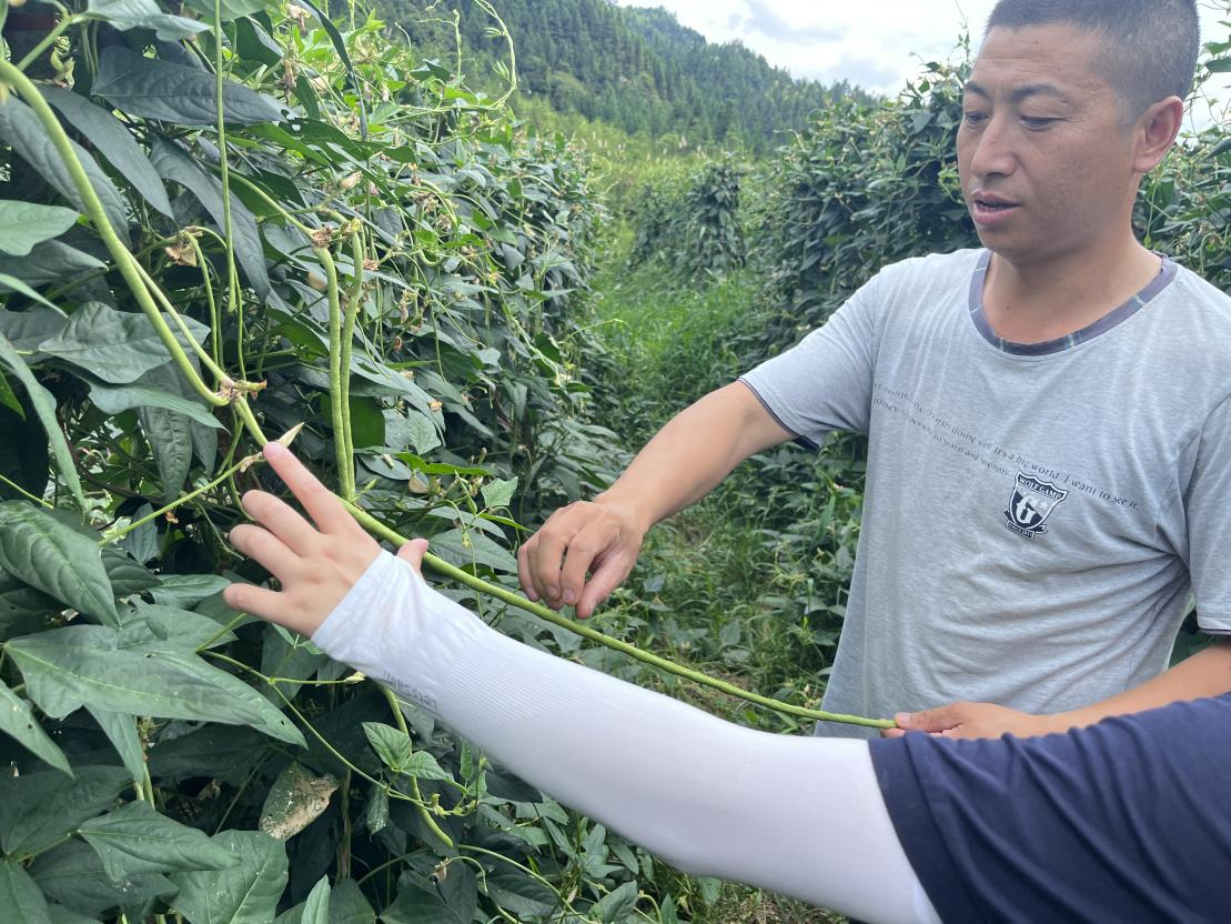 火狐电竞湖南师大学子三下乡：走进万亩蔬菜种植园推普助力乡村振兴(图2)