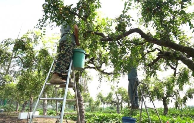硕果累累火狐电竞采摘忙 宿迁一大枣种植园迎来大丰收(图1)