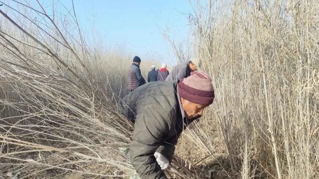 苗木销售旺 增收有“火狐电竞钱”景(图1)