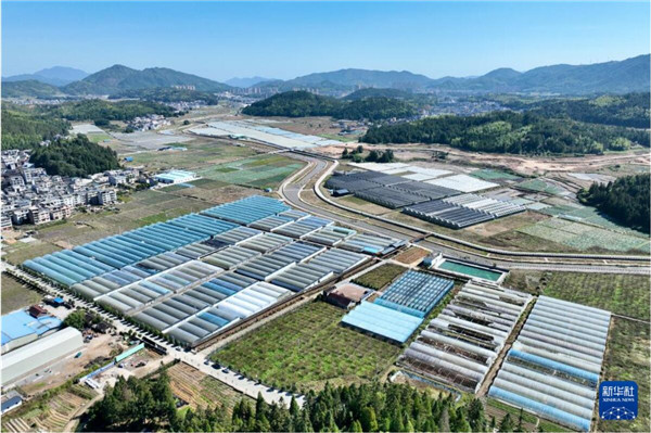 火狐电竞福建周宁：高山“凉气候”催生花卉“热产业”(图8)