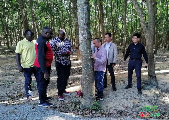 海南橡胶总部与合盛农业海外橡火狐电竞胶种植园区座谈(图2)